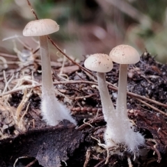 Mycena sp. (Mycena) at Bodalla, NSW - 8 May 2024 by Teresa