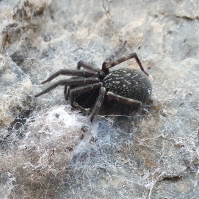 Badumna insignis (Black House Spider) at Rugosa - 8 May 2024 by SenexRugosus