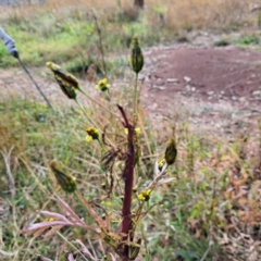 Bidens subalternans at Mount Majura - 8 May 2024 10:49 AM