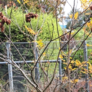 Koelreuteria paniculata at Mount Majura - 8 May 2024