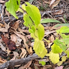 Celtis australis (Nettle Tree) at Mount Majura - 8 May 2024 by abread111