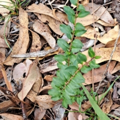 Ligustrum sinense (Narrow-leaf Privet, Chinese Privet) at Hackett, ACT - 8 May 2024 by abread111