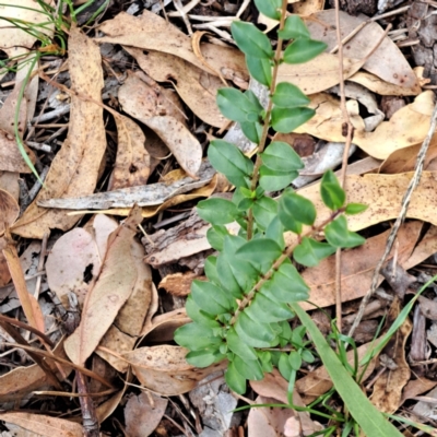 Ligustrum sinense (Narrow-leaf Privet, Chinese Privet) at Hackett, ACT - 8 May 2024 by abread111