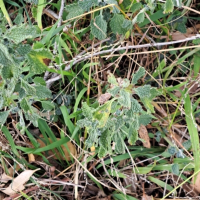 Marrubium vulgare (Horehound) at Hackett, ACT - 8 May 2024 by abread111