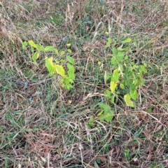 Celtis australis (Nettle Tree) at Hackett, ACT - 8 May 2024 by abread111