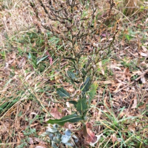 Lactuca serriola at Mount Majura - 8 May 2024 12:17 PM