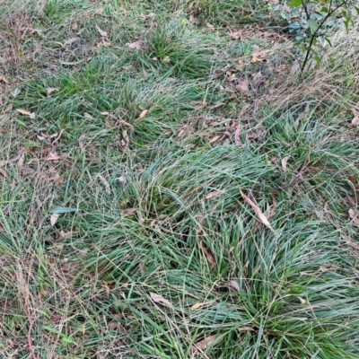 Nassella neesiana (Chilean Needlegrass) at Mount Majura - 8 May 2024 by abread111