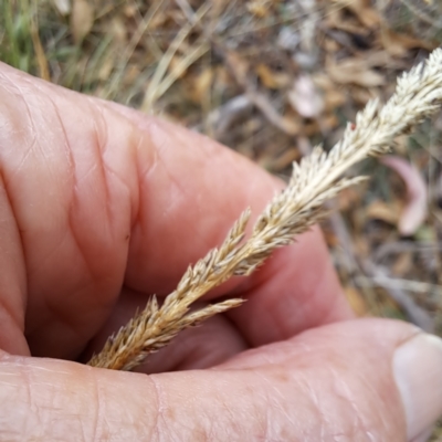 Sporobolus sp. (A Rat's Tail Grass) at Hackett, ACT - 8 May 2024 by abread111