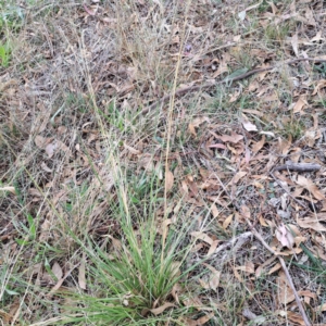 Sporobolus sp. at Mount Majura - 8 May 2024