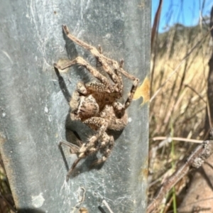 Neosparassus calligaster at Dananbilla Nature Reserve - 8 May 2024 10:11 AM