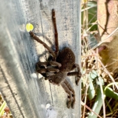 Isopedella pessleri (A huntsman spider) at Dananbilla Nature Reserve - 8 May 2024 by KMcCue