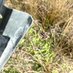 Austracantha minax (Christmas Spider, Jewel Spider) at Murringo, NSW - 7 May 2024 by KMcCue