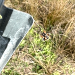 Austracantha minax at Dananbilla Nature Reserve - 7 May 2024