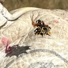 Austracantha minax at Dananbilla Nature Reserve - 7 May 2024