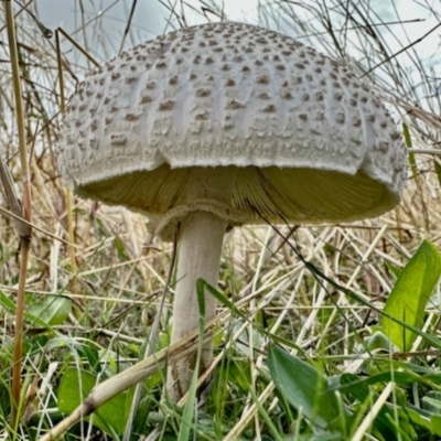 Macrolepiota dolichaula (Macrolepiota dolichaula) at Dananbilla Nature Reserve - 7 May 2024 by KMcCue