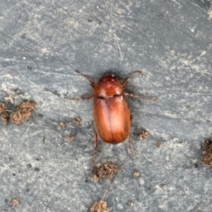 Melolonthinae (subfamily) at Dananbilla Nature Reserve - 7 May 2024 10:58 AM