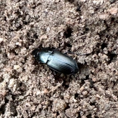 Unidentified Darkling beetle (Tenebrionidae) at Dananbilla Nature Reserve - 7 May 2024 by KMcCue