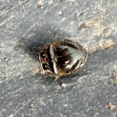 Onthophagus sp. (genus) at Crowther, NSW - 7 May 2024 by KMcCue