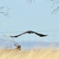 Circus assimilis (Spotted Harrier) at Dananbilla Nature Reserve - 8 May 2024 by KMcCue