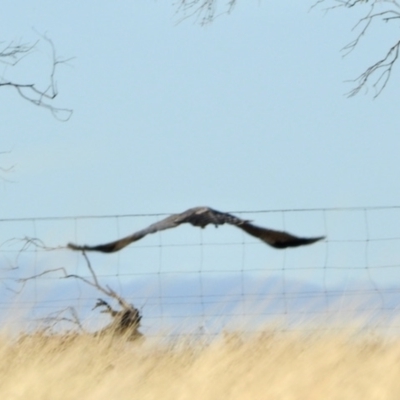 Circus assimilis (Spotted Harrier) at Dananbilla Nature Reserve - 8 May 2024 by KMcCue