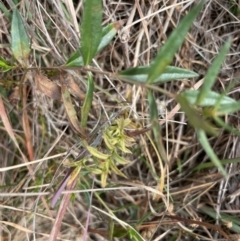 Unidentified Other Wildflower or Herb at Dry Plain, NSW - 3 May 2024 by brunonia