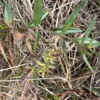 Veronica gracilis (Slender Speedwell) at Top Hut TSR - 3 May 2024 by brunonia