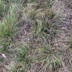 Nassella neesiana (Chilean Needlegrass) at Watson, ACT - 7 May 2024 by waltraud