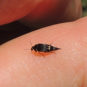 Mordella sp. (genus) at Pollinator-friendly garden Conder - 15 Dec 2023 10:07 AM