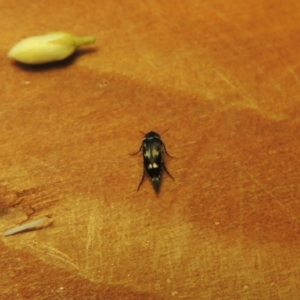 Mordella sp. (genus) at Pollinator-friendly garden Conder - 15 Dec 2023 10:07 AM