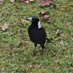 Gymnorhina tibicen (Australian Magpie) at Braidwood, NSW - 9 May 2024 by MatthewFrawley