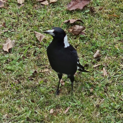 Gymnorhina tibicen (Australian Magpie) at Braidwood, NSW - 9 May 2024 by MatthewFrawley