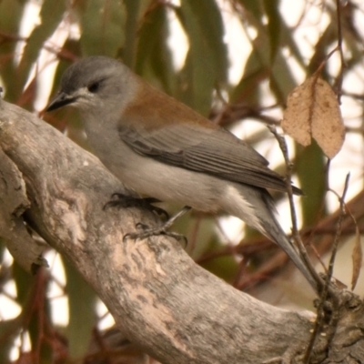 Colluricincla harmonica (Grey Shrikethrush) at The Pinnacle - 9 May 2024 by Thurstan