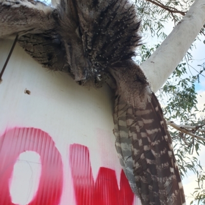 Podargus strigoides (Tawny Frogmouth) at Weston, ACT - 8 May 2024 by jmcleod