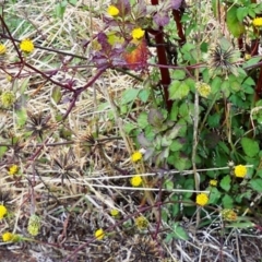 Bidens pilosa (Cobbler's Pegs, Farmer's Friend) at The Pinnacle - 9 May 2024 by sangio7