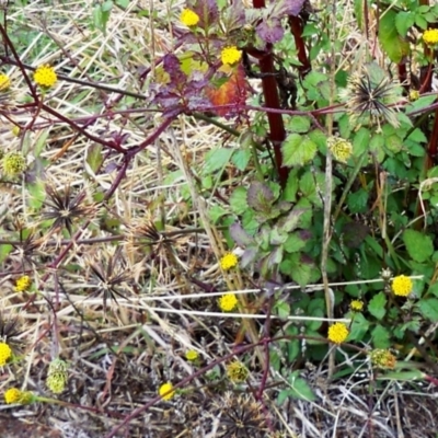 Bidens pilosa (Cobbler's Pegs, Farmer's Friend) at Whitlam, ACT - 8 May 2024 by sangio7