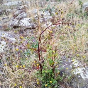 Bidens pilosa at The Pinnacle - 9 May 2024 09:32 AM