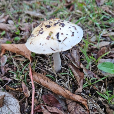 Cortinarius austroalbidus (Australian White Webcap) at QPRC LGA - 9 May 2024 by MatthewFrawley