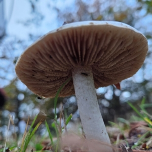 Cortinarius austroalbidus at QPRC LGA - 9 May 2024