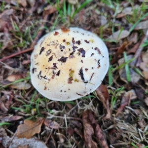 Cortinarius austroalbidus at QPRC LGA - 9 May 2024