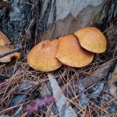 Unidentified Cap on a stem; gills below cap [mushrooms or mushroom-like] at Isaacs Ridge and Nearby - 9 May 2024 by Mike