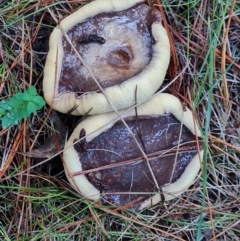 Unidentified Cap on a stem; pores below cap [boletes & stemmed polypores] at Isaacs, ACT - 9 May 2024 by Mike