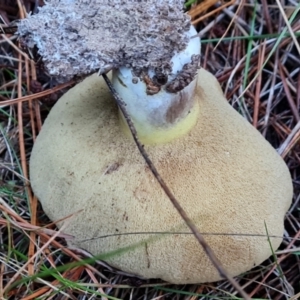 Suillus sp. at Isaacs Ridge and Nearby - 9 May 2024