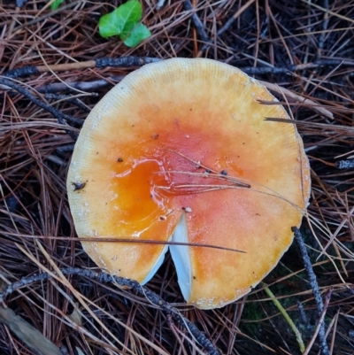 Amanita sp. at Isaacs, ACT - 9 May 2024 by Mike