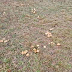 Suillus sp. at Isaacs, ACT - 9 May 2024 by Mike