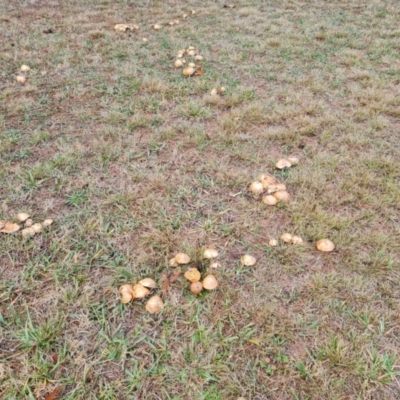 Suillus sp. at Isaacs, ACT - 9 May 2024 by Mike