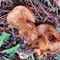 Unidentified Cap on a stem; gills below cap [mushrooms or mushroom-like] at Isaacs, ACT - 9 May 2024 by Mike