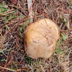 Suillus luteus at Isaacs, ACT - 9 May 2024 by Mike