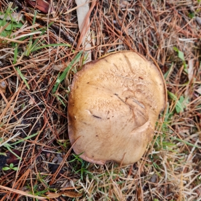 Unidentified Bolete - Fleshy texture, stem central (more-or-less) at Isaacs, ACT - 9 May 2024 by Mike