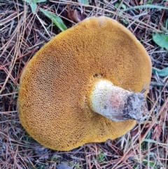 Suillus luteus at Isaacs, ACT - 9 May 2024 04:17 PM