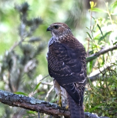 Tachyspiza cirrocephala (Collared Sparrowhawk) at Jerrabomberra Wetlands - 7 Feb 2023 by davidcunninghamwildlife